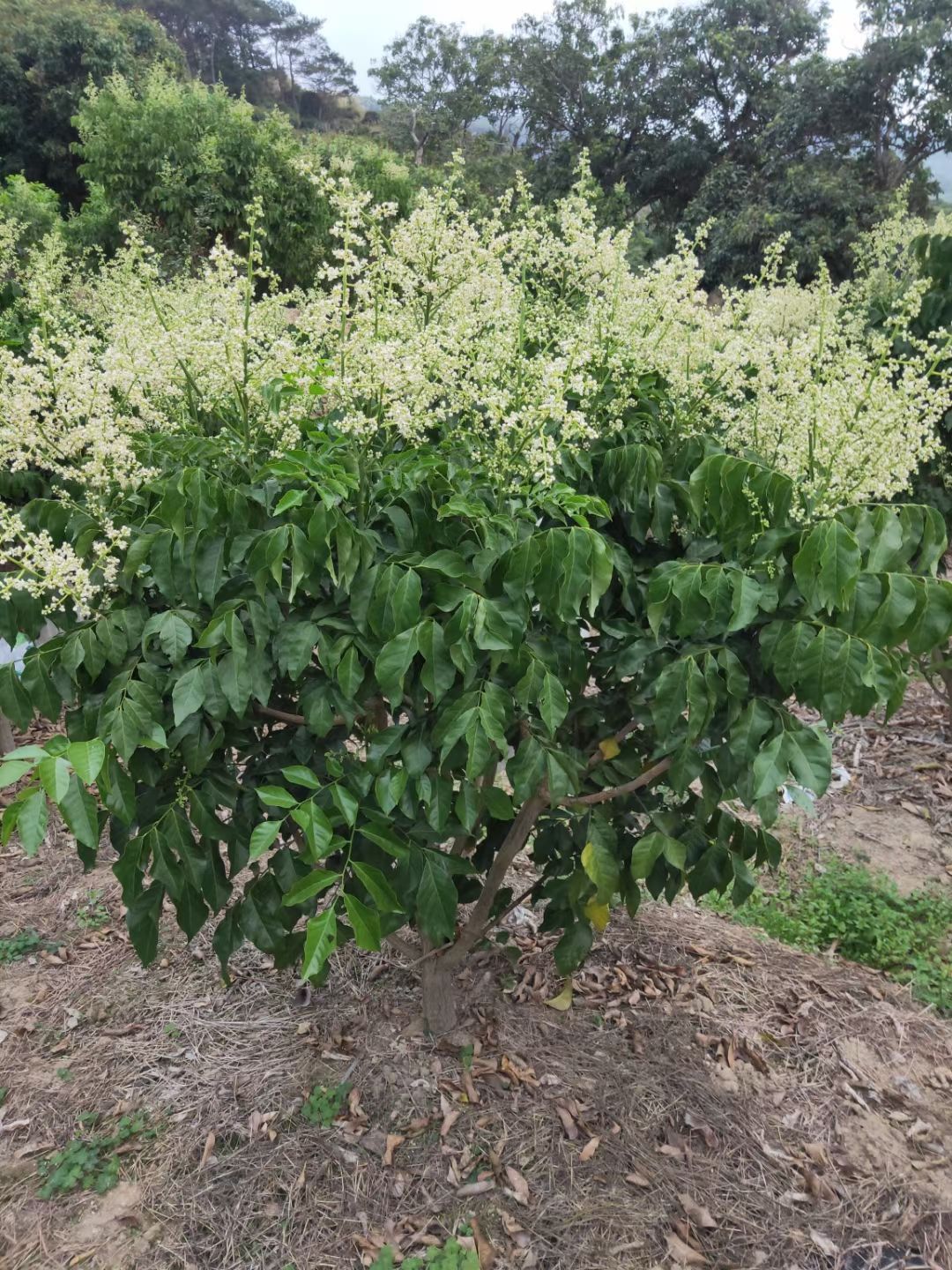 黑黄皮果苗  包正品，果皮遇雨天不会爆裂，第二年可挂果又大又