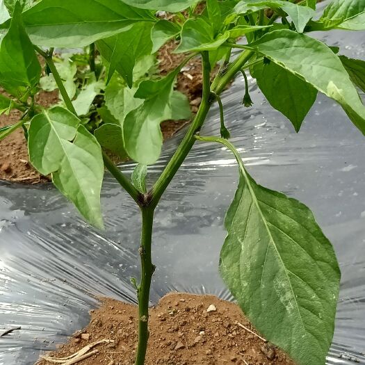 六盘水线椒 二百亩辣椒王子