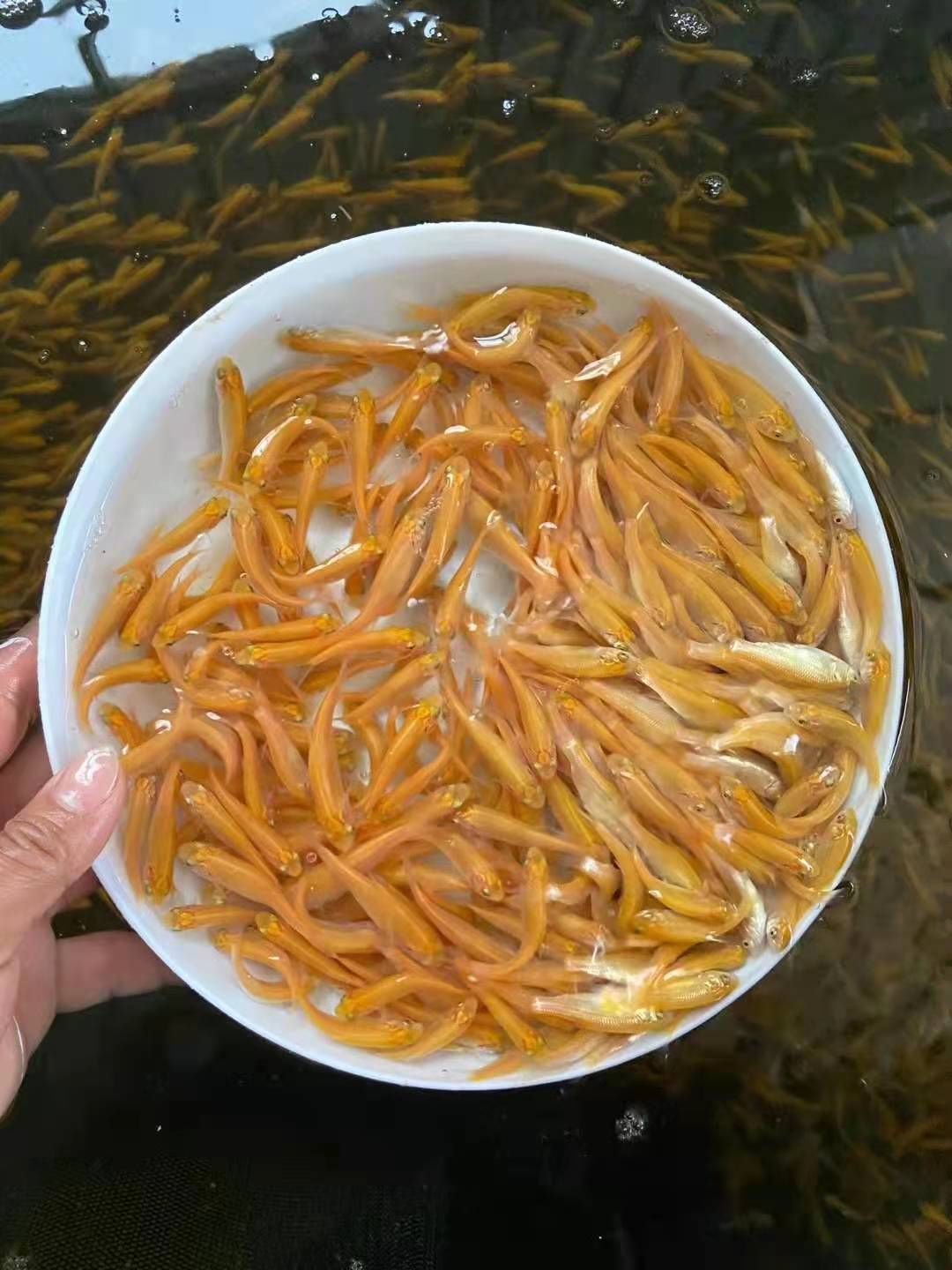 黄金鲩鱼苗  黄金鲩  【产地直供】俄罗斯金草鱼，金丝鲩，金鲩鱼