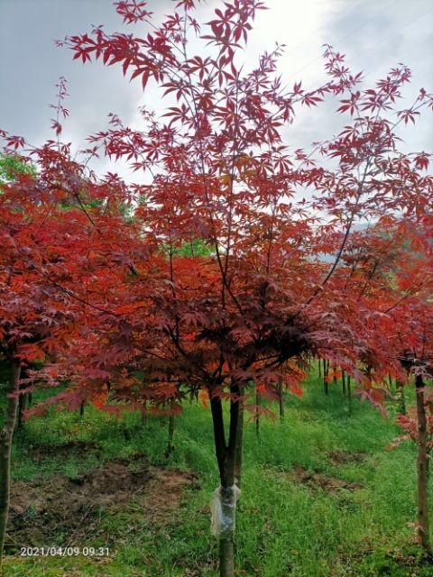 全州县中国红枫  红枫