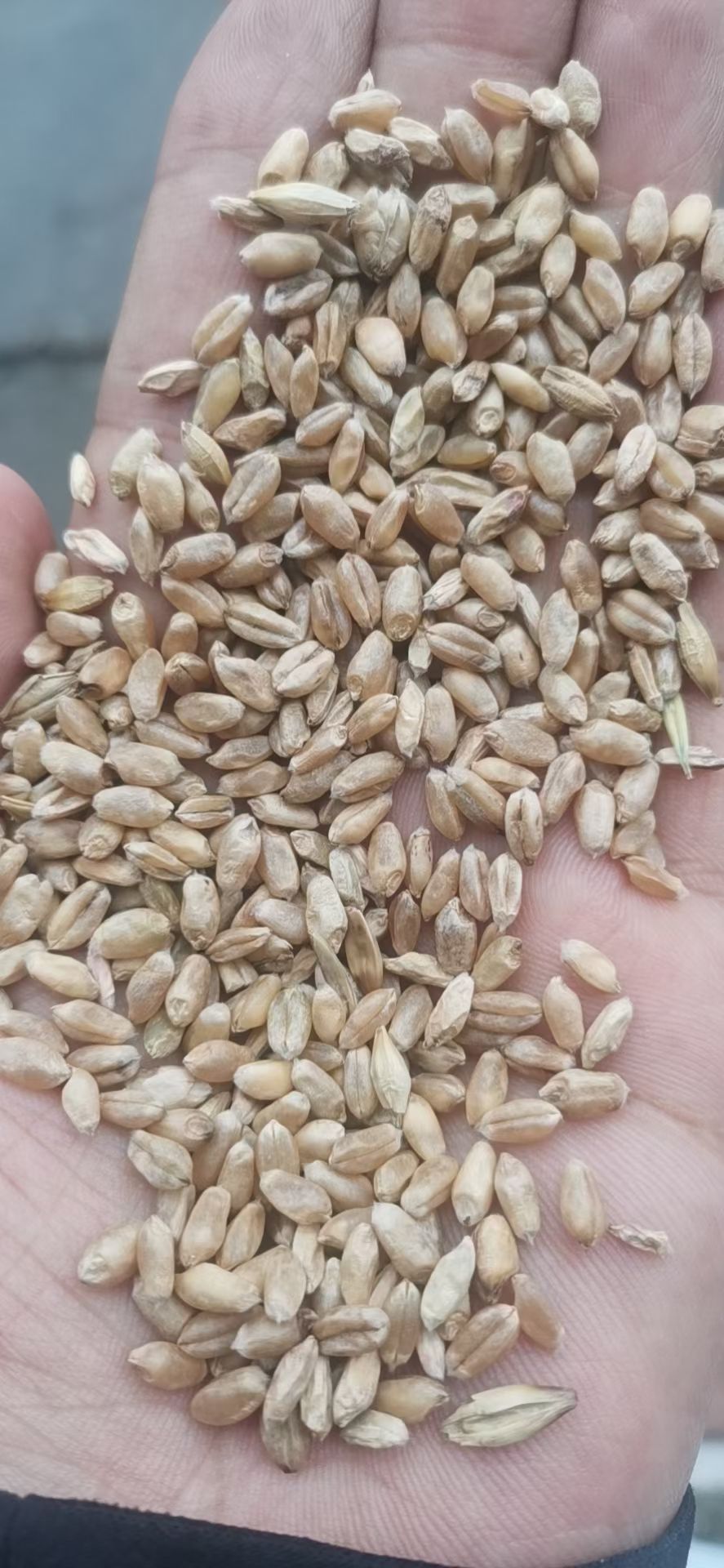  湖北小麦大量供应，价格便宜，饲料厂的，有需要的客户和我联
