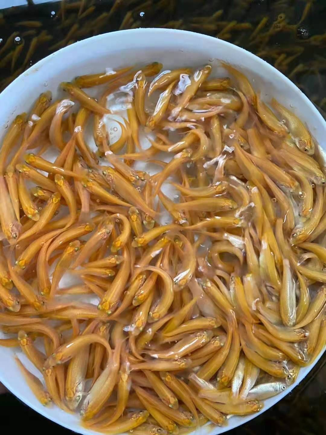 黄金鲩鱼苗  黄金鲩  【产地直供】俄罗斯金草鱼，金丝鲩，金鲩鱼