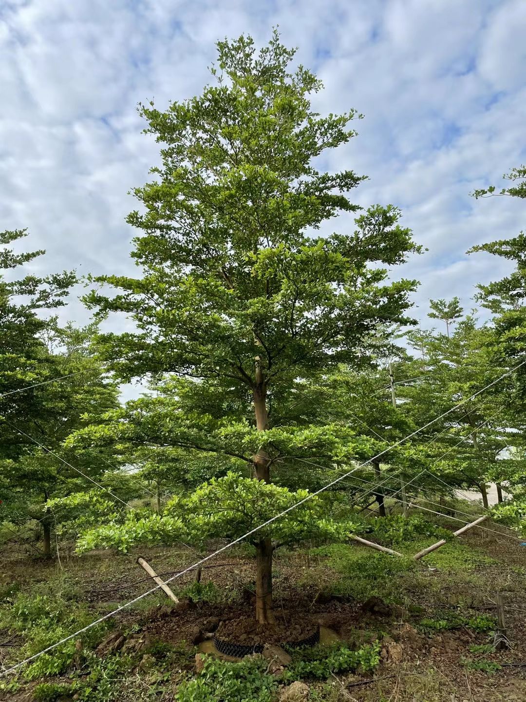 细叶榄仁/小叶榄仁/绿化乔木