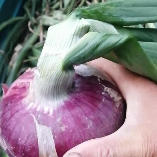 红皮洋葱 河南省商丘市柘城县 8~9cm.今年鲜洋葱大量现货