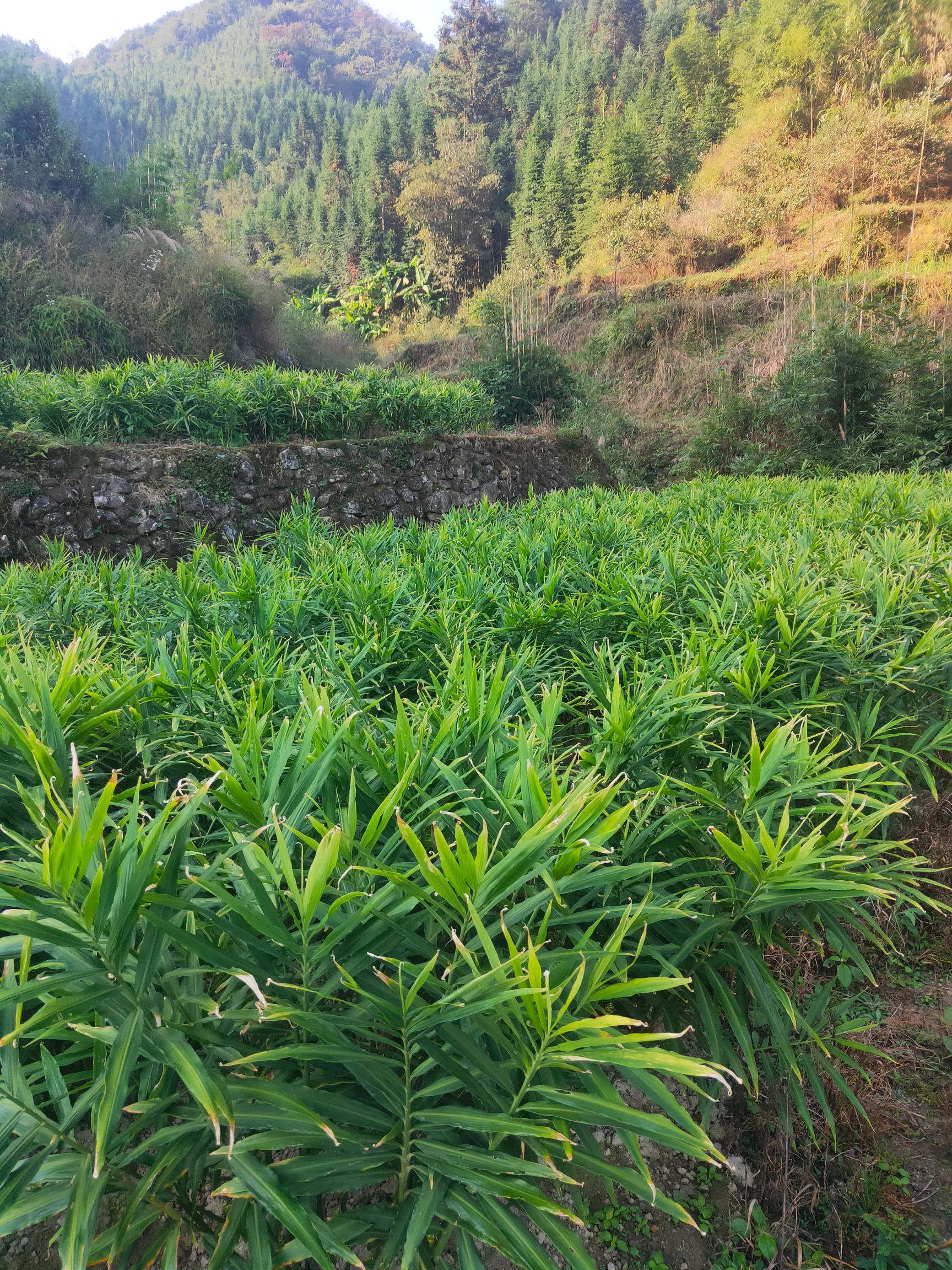  小黄姜，肉姜，大肉姜，地窖姜，红芽芋，本地姜，各种农产品