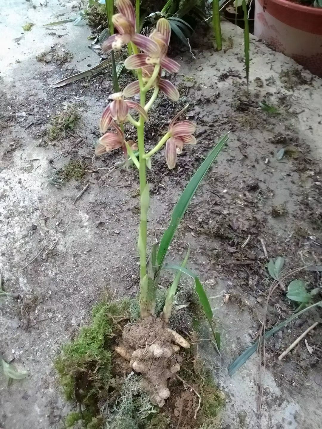 春蘭秋芝建蘭蕙蘭陽(yáng)臺(tái)寒蘭造景珍珠矮風(fēng)蘭兔耳蘭萬(wàn)代蘭紋瓣蘭盆距