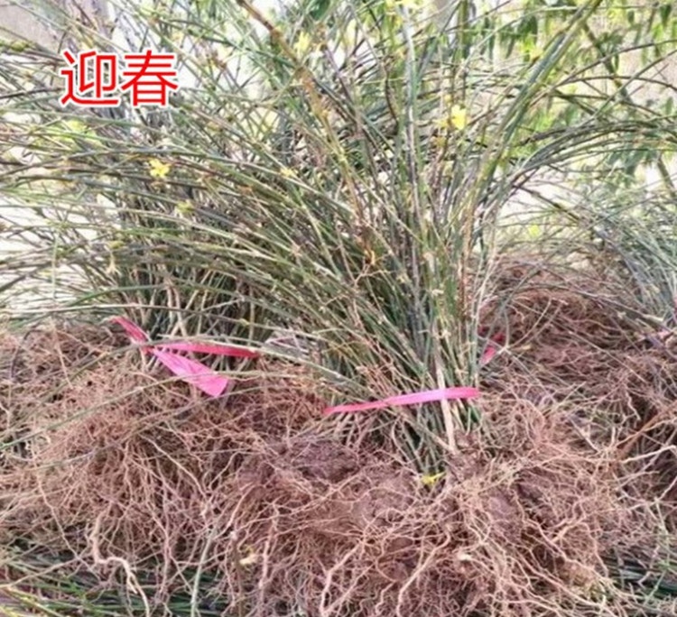 素馨花  庭院攀援观花植物迎春花苗工程绿化迎春花小苗盆栽地栽
