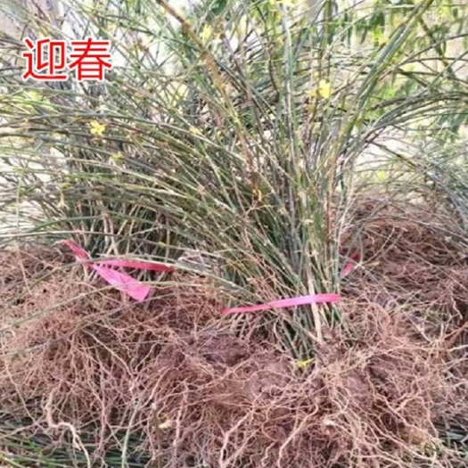 素馨花  庭院攀援观花植物迎春花苗工程绿化迎春花小苗盆栽地栽