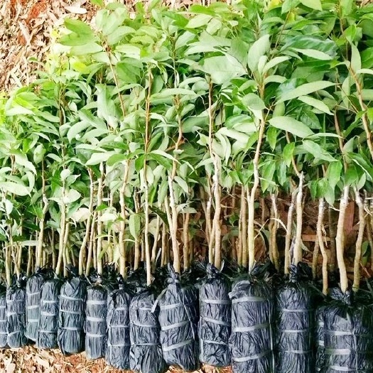 早熟三月红荔枝苗，成熟期早，果个头大！