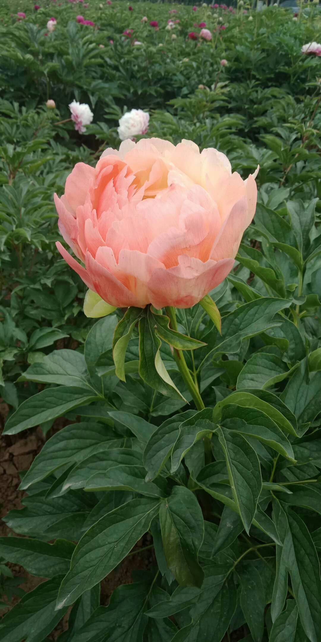 观赏芍药种块秋季出售