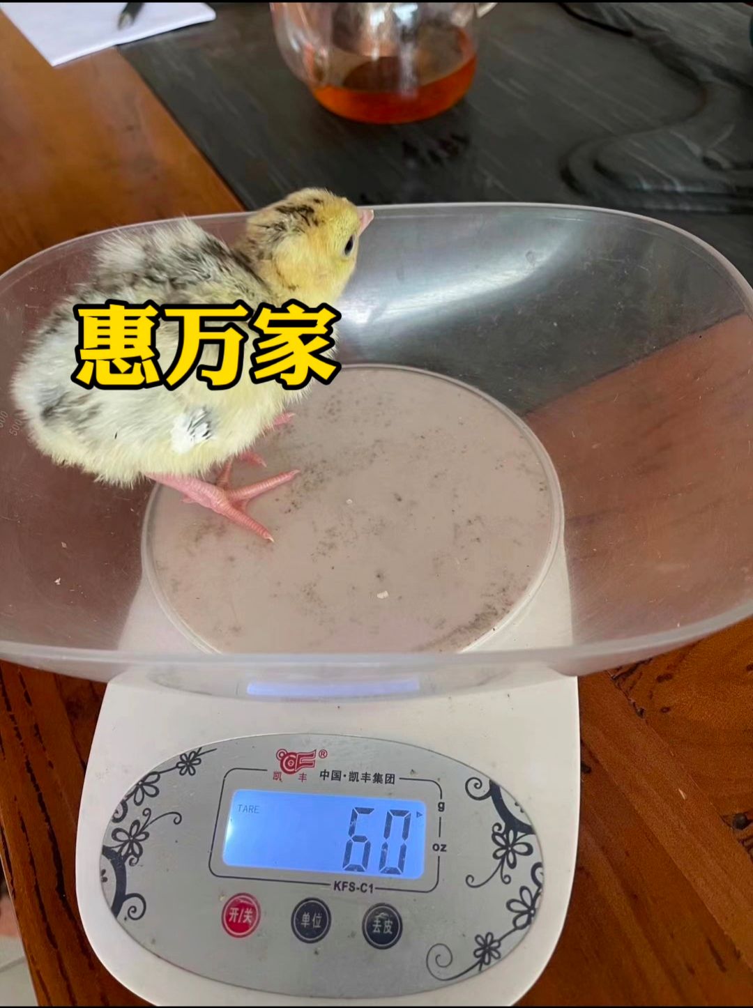 青铜火鸡苗 贝蒂娜火鸡苗 黑火鸡苗 包疫苗 成活高