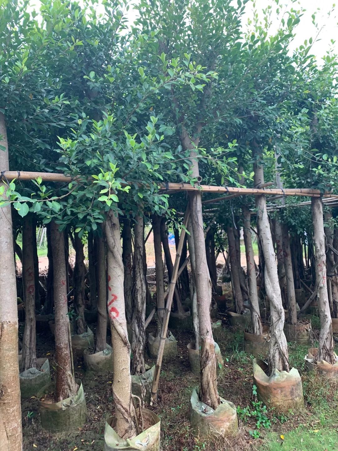 小叶榕