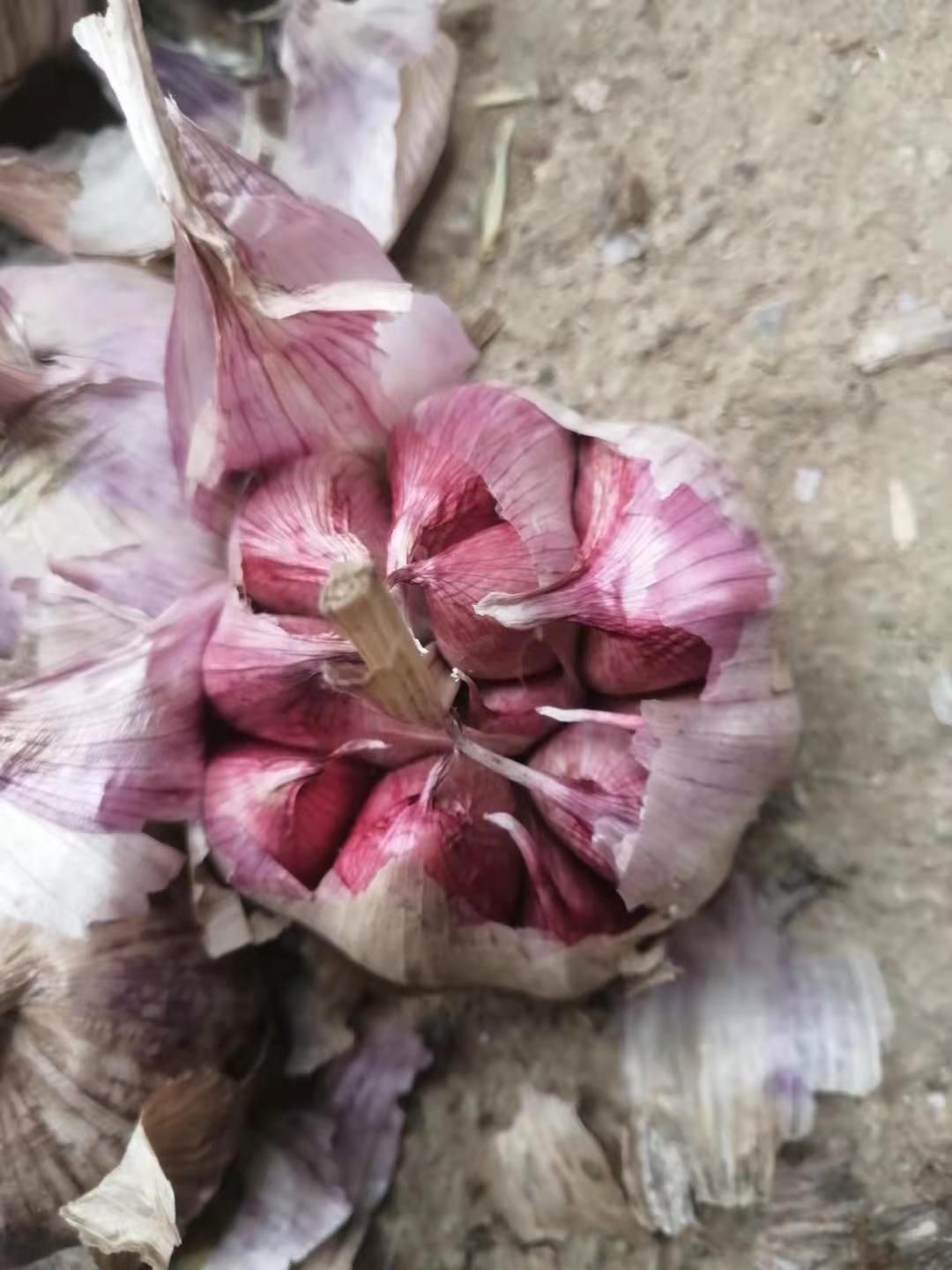 紫皮干蒜
