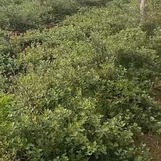 樟树市蔓荆子苗，江西单叶蔓荆子苗，药性强，成活率高。