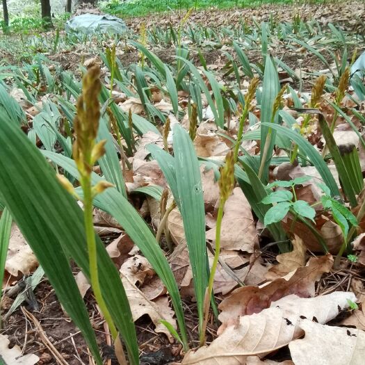 桓仁县山慈菇  东北毛慈菇果荚