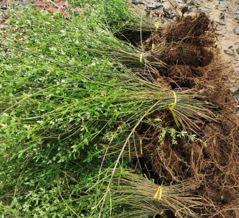 素馨花  庭院攀援观花植物迎春花苗工程绿化迎春花小苗盆栽地栽