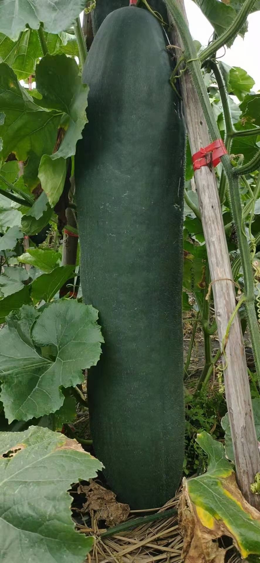 黑皮冬瓜  冬瓜大面积种植！可以实地选货！质量保证
