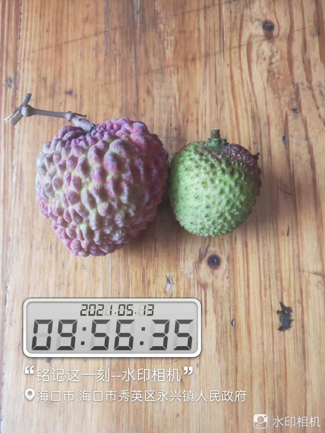  海南火山荔枝王