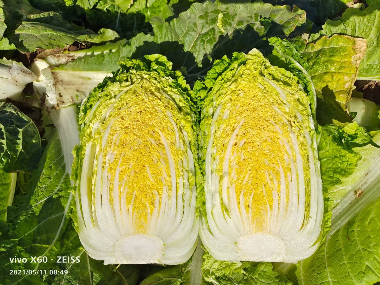 黄心大白菜  大白菜