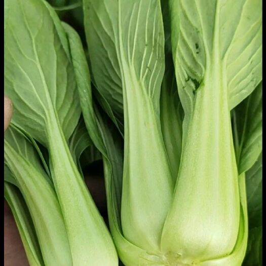 西安山油菜 精品油菜