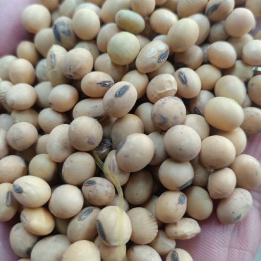 微山县黄大豆 高蛋白苏北大豆