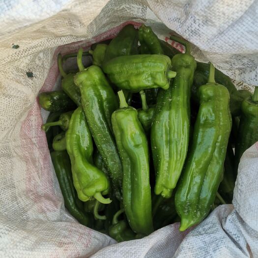 临颍县青泡椒  精品泡椒，黄椒，线椒，大量上市。诚信为本，信誉第一