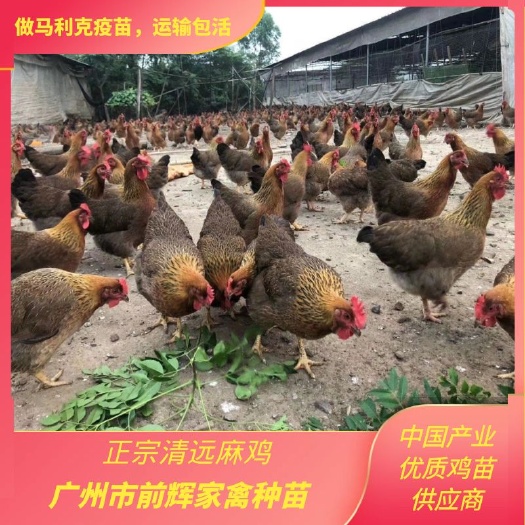 广州广州清远麻鸡苗孵化地基·鲜活出壳清远麻种苗·打马利克疫苗包邮
