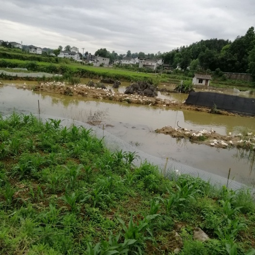凤冈县 散养肉鸭