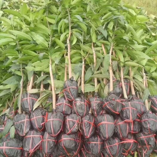 灵山县金煌芒果苗  芒果苗