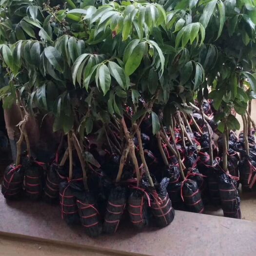 灵山县三月红荔枝苗  荔枝苗