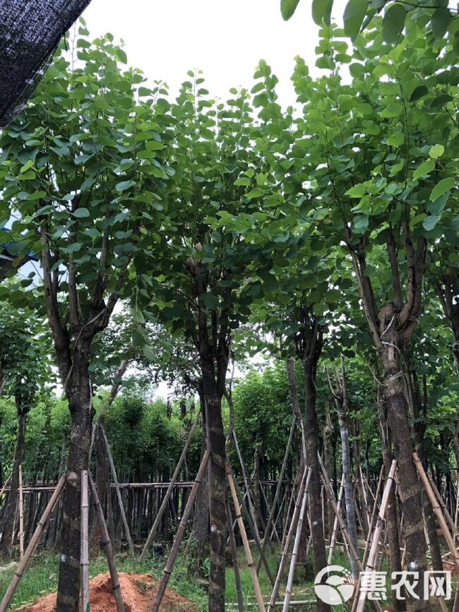 宫粉紫荆价格 - 批发宫粉紫荆树苗，普宁欣景洋紫荆种植基地