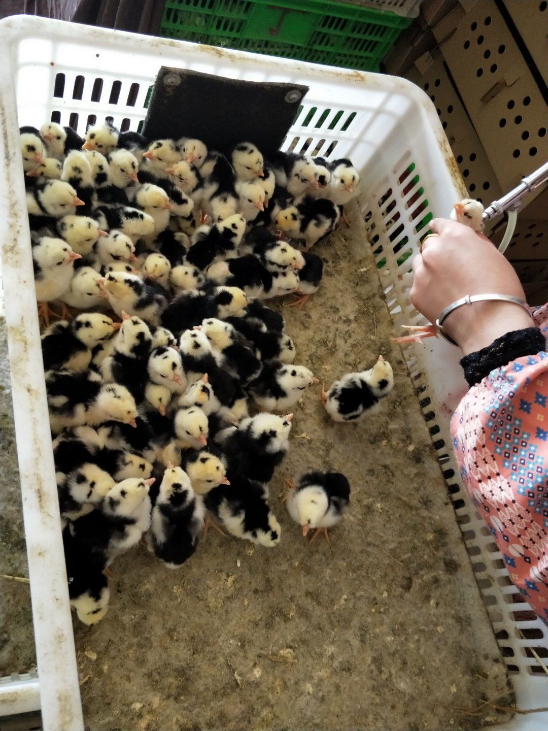 广东贵妃鸡孵场·出壳活体贵妃鸡苗·贵妃鸡种苗全国发货量大包邮