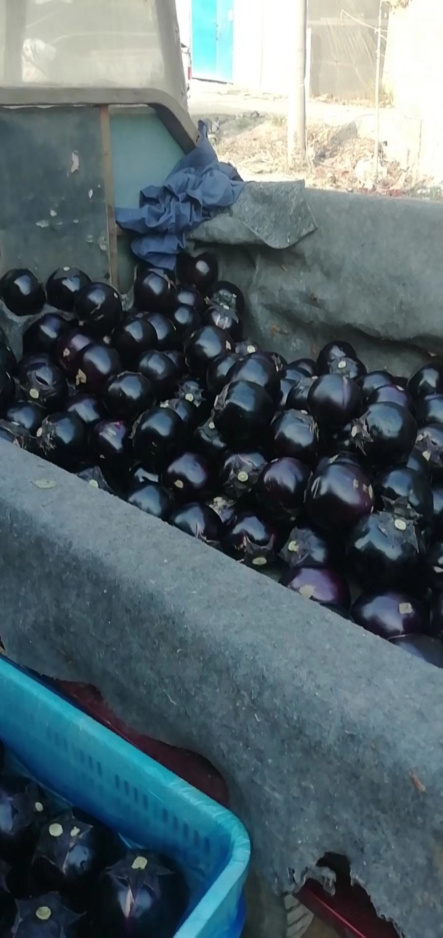 圆茄  紫光园茄山东基地大量上市