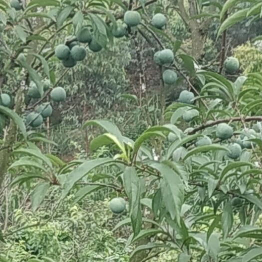 柳州 蜂糖李