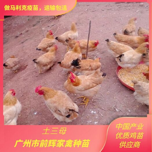 广州广州三黄鸡苗孵化场，鲜活大三黄鸡苗土三出壳种苗，打马利克疫苗