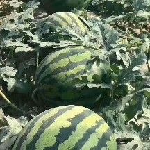 甜王西瓜  云南陆地小甜王小薄皮大红瓤 大量对接全国大型市场