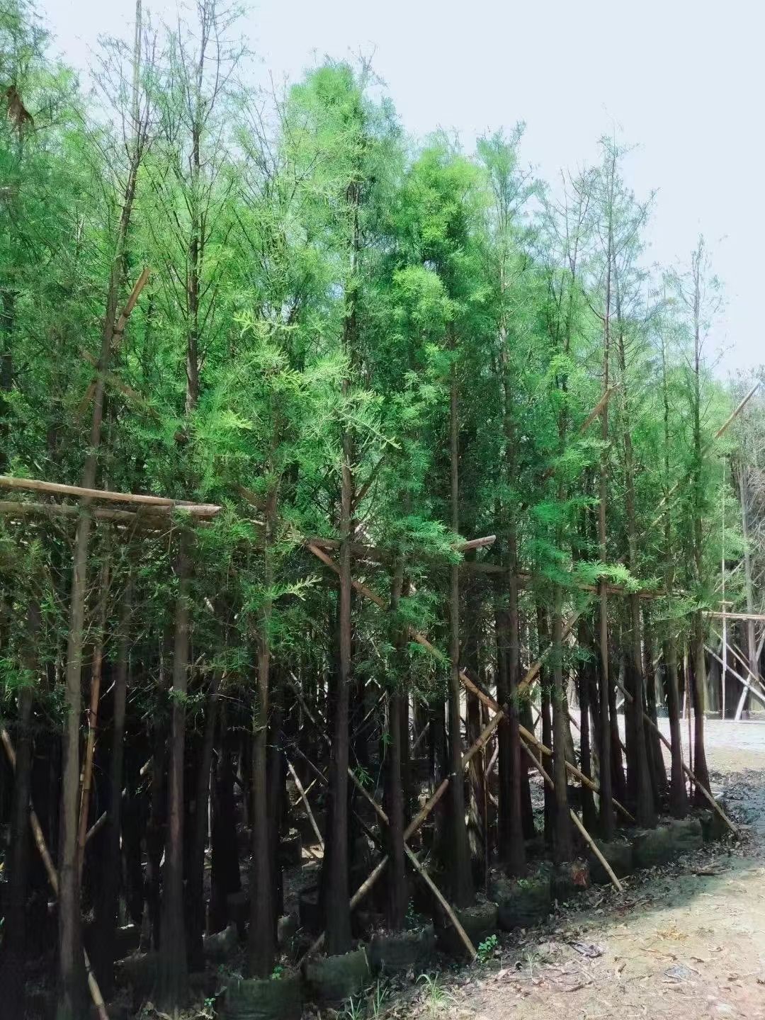  落羽杉/水杉/中山杉基地直销