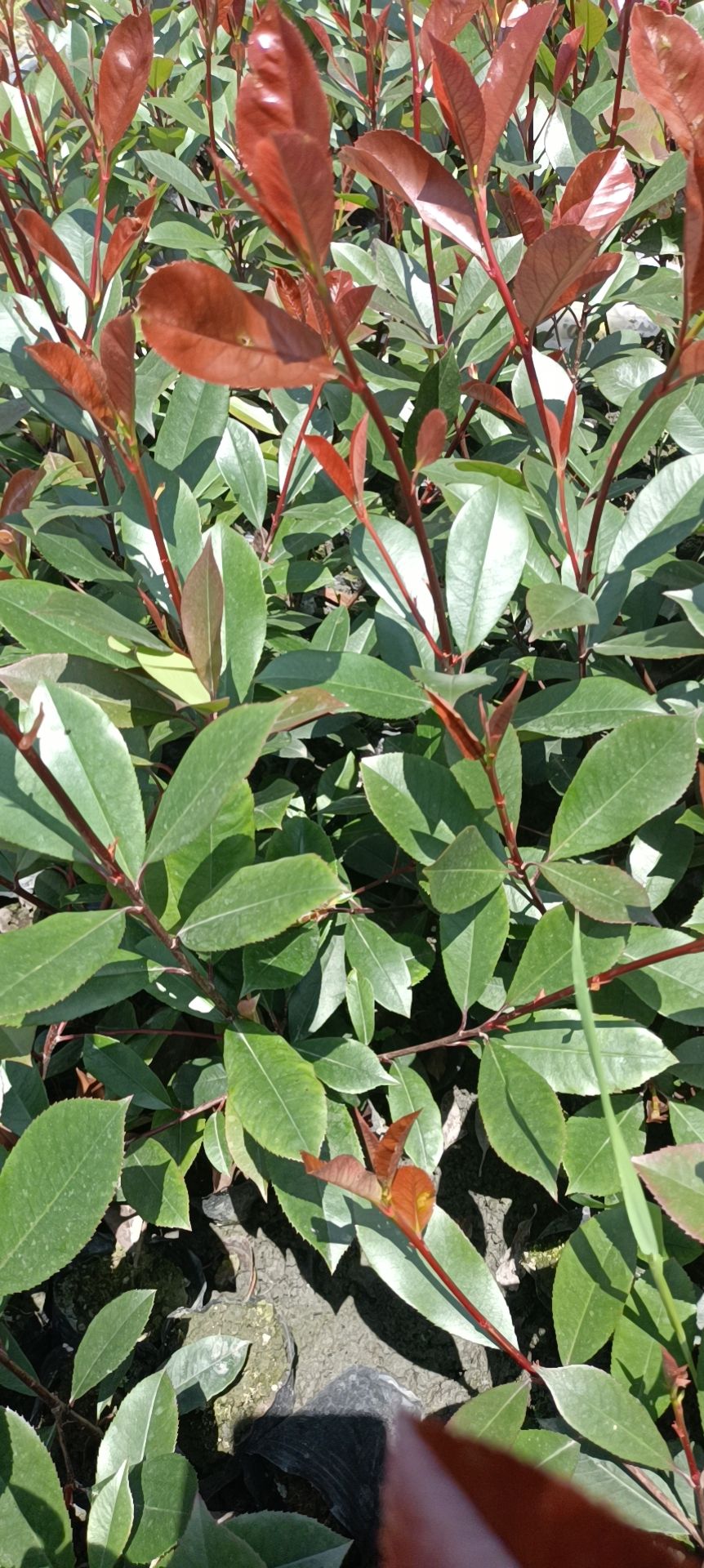 红罗宾 红叶石楠