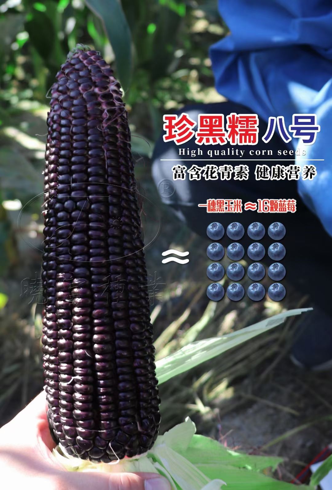 昌乐县黑玉米种子  水果玉米种子 太阳花 奶糖水果 巧克力 彩甜糯