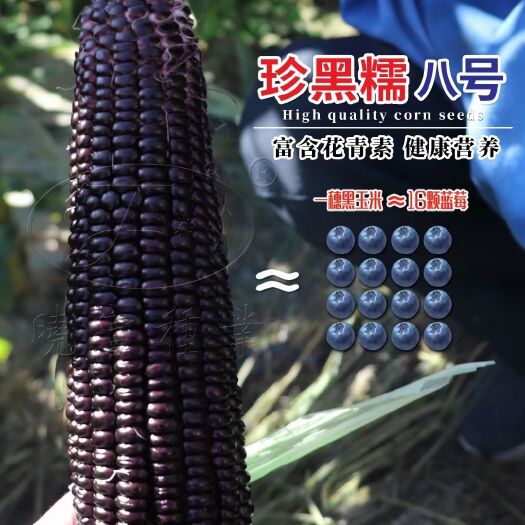 昌乐县黑玉米种子  水果玉米种子 太阳花 奶糖水果 巧克力 彩甜糯