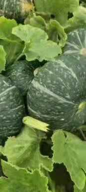 南瓜 贝贝板栗南瓜  产地直发