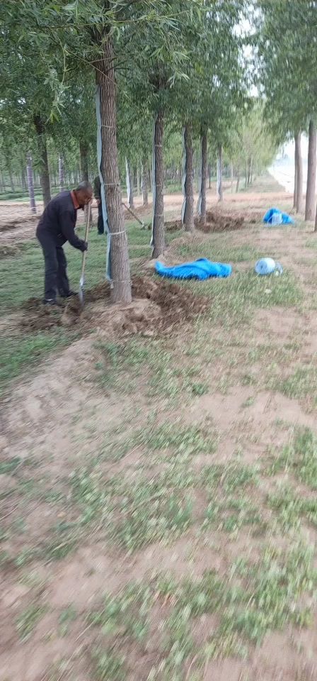 精品漳河柳，热卖漳河柳10-20公分30000棵。