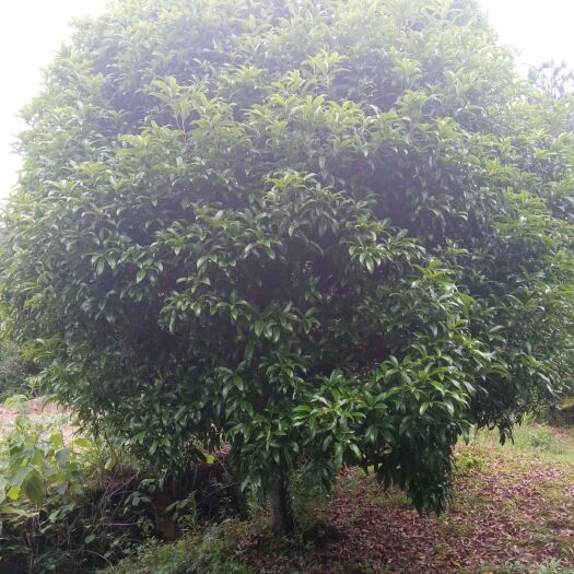 仙居县桂花树 桂花 3-5米冠幅