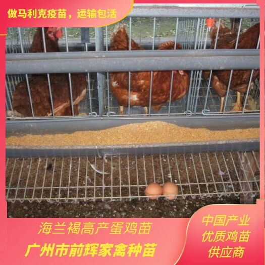 广州蛋鸡苗孵化场，出壳高产海兰褐海兰灰蛋鸡苗，年产蛋300个