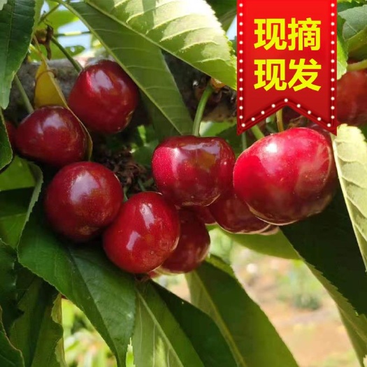 枣庄红灯樱桃  【精品】1箱3斤包邮 大樱桃 甜樱 露天自然成熟