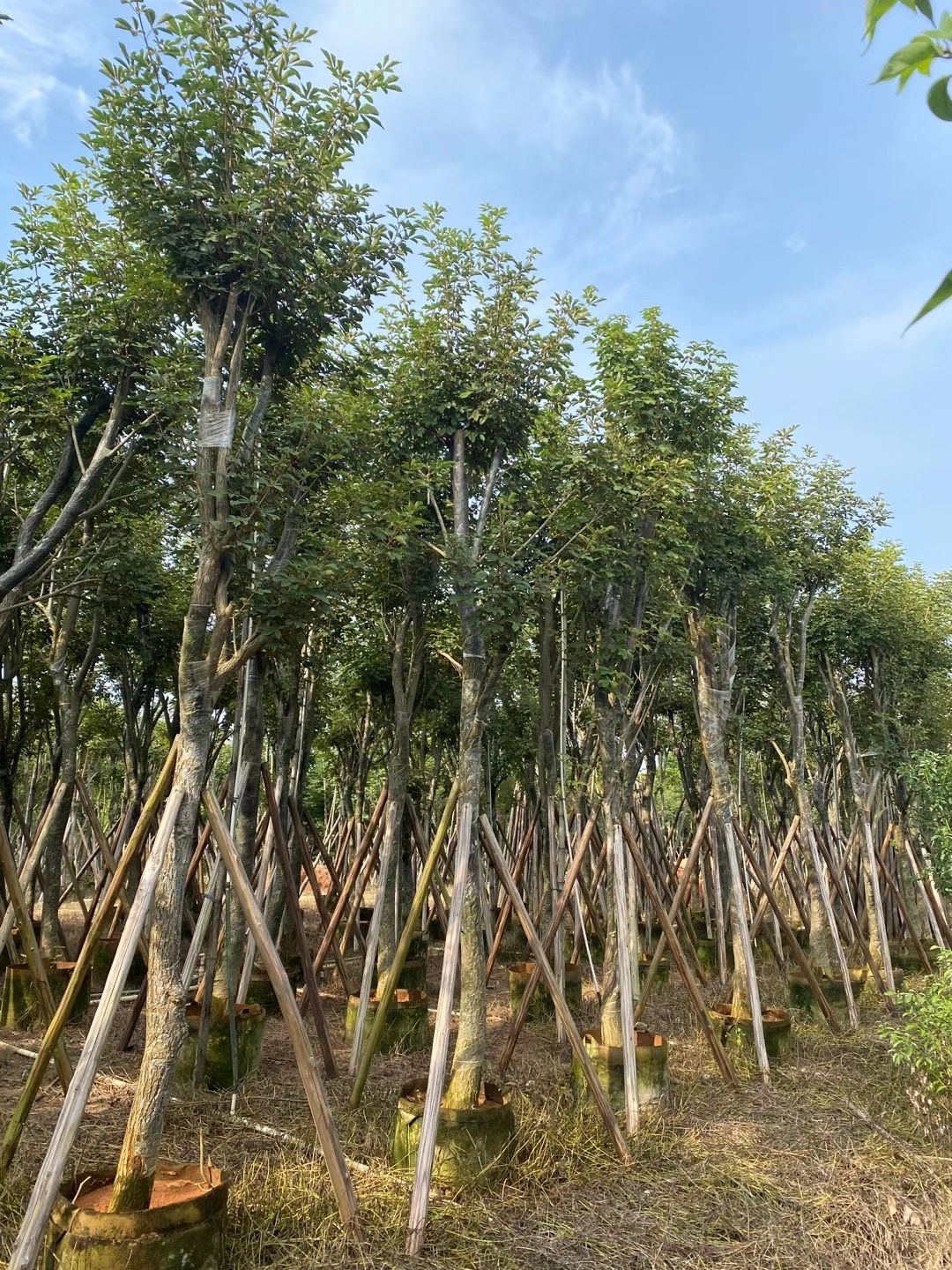 黄花风铃木  供应黄花风玲木 米径：8-12公分骨架货 产品优质，价格优惠