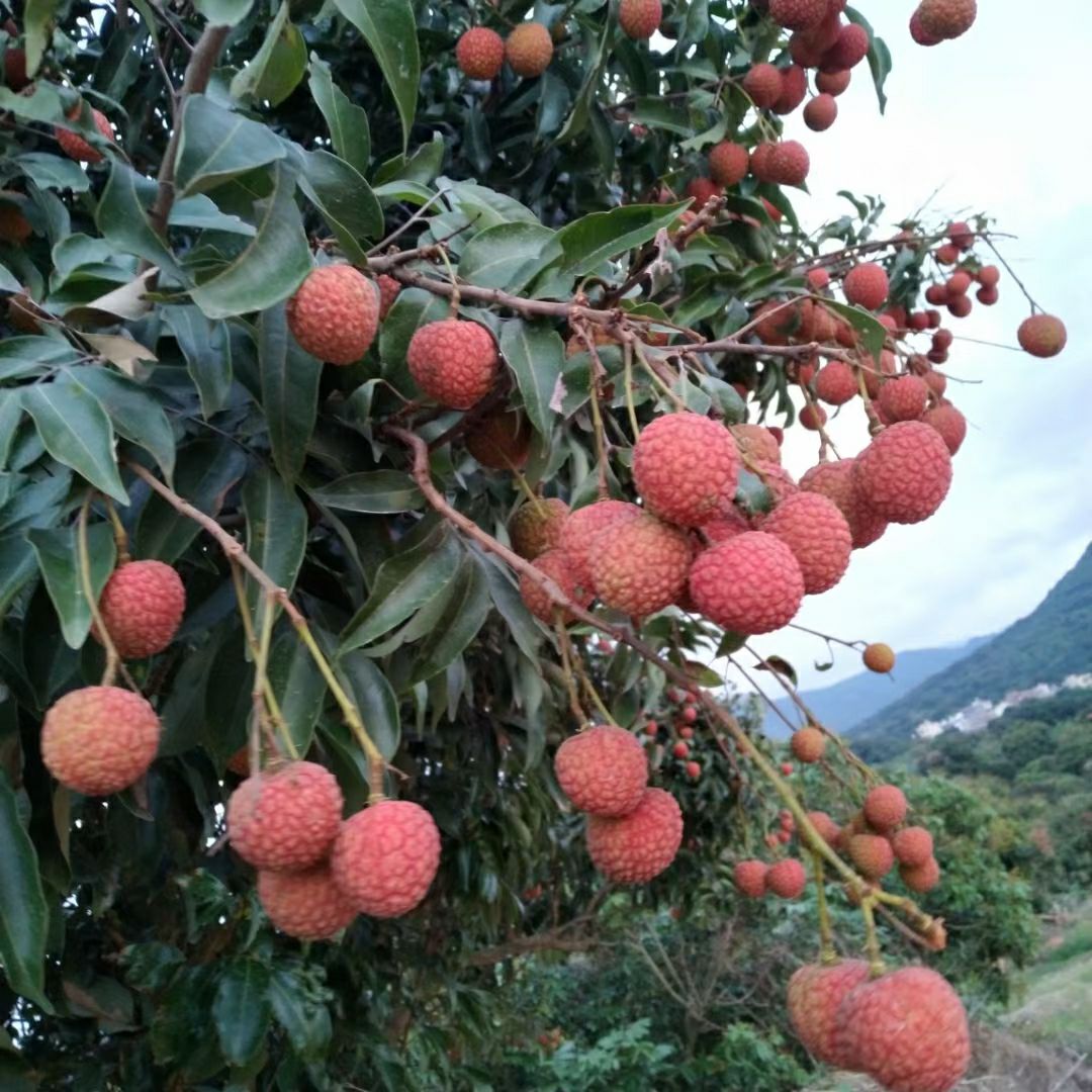 地頭通貨產地:廣東省茂名市高州市品種名:白糖罌荔枝商品屬性商品詳情