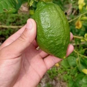 灵山县广东无籽香水柠檬一级果新鲜无籽柠檬果