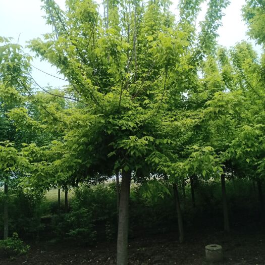 草地早熟禾 大量供应各种绿化苗木，各种绿化草坪，草坪石