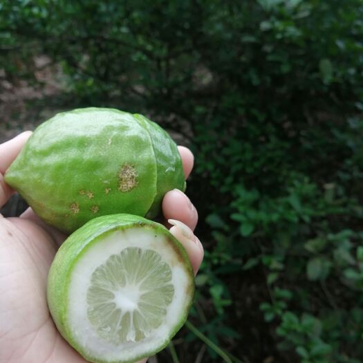 灵山县香水柠檬苗  广东香水无亥柠檬苗